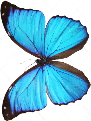 depositphotos_2885331-stock-photo-blue-butterfly